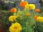 Dessa Tagetes i höstsol blir verkligen vackra i närbild. (2006-10-14 Bild 033)