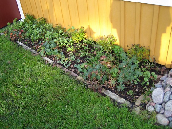 Altan.
Här är det fortfarande full grönska. I förgrunden ser vi vacka Blodnäva med sina karaktäristiska blad. Bakom syns Ranunkler och lite Astrar och Trädgårdsnejlikor.  
2006-11-26 Bild 005  
Granudden  
Färjestaden  
Öland