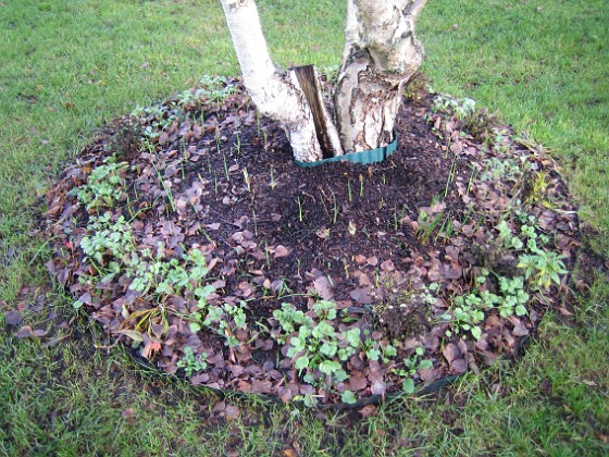 Björk.
Men här skymtar också lite spjut som kommer upp. Det kan vara Iris men tyx även vara Krokus som är på väg upp...  
2006-11-26 Bild 008  
Granudden  
Färjestaden  
Öland