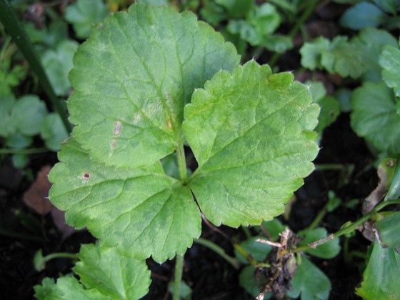 Detta är blad av Ranunkler.  
2006-11-26 Bild 020  
Granudden  
Färjestaden  
Öland