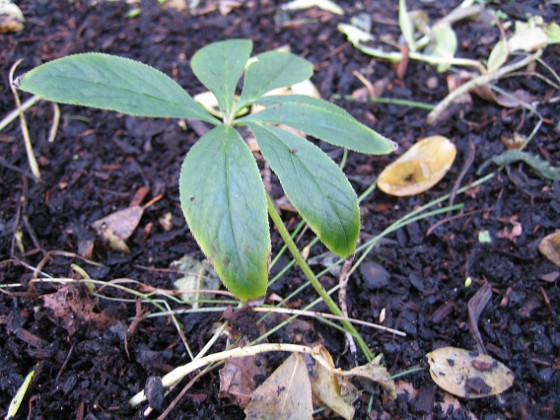 Bild 028 
Staket höger.
Julros, Helleborus orientalis.