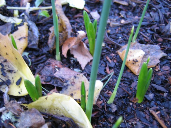 Staket höger.
Lite Iris (?) på väg upp. Kan även vara Påskliljor???  
2006-11-26 Bild 029  
Granudden  
Färjestaden  
Öland