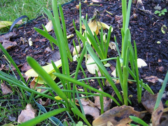 Staket höger, jag undrar vad detta är: Iris eller Påskliljor.  
2006-11-26 Bild 030  
Granudden  
Färjestaden  
Öland