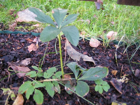 Bild 034 
Staket höger,
ytterligare en Julros, Helleborus Orientalis.