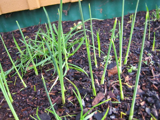 Vinkel.
Här ser vi Iris i förgrunden och Triteleia i bakgrunden.  
2006-11-26 Bild 043  
Granudden  
Färjestaden  
Öland