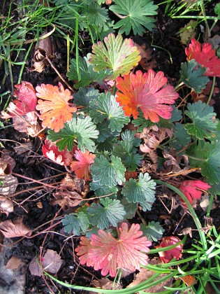 Blodnäva  
Ytterligare en vacker bild av Blodnäva.  
2006-11-26 Bild 044  
Granudden  
Färjestaden  
Öland