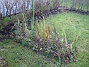 Bild 006  
De här frörabatterna blir inte så granna när allt har blommat över...  
2006-11-26 Bild 006