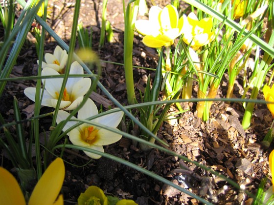 Krokus {  } 