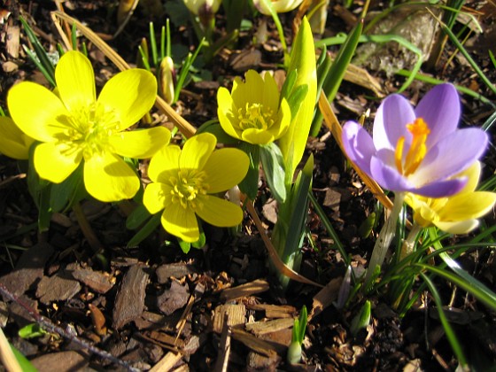 Krokus och Vintergäck {  } 