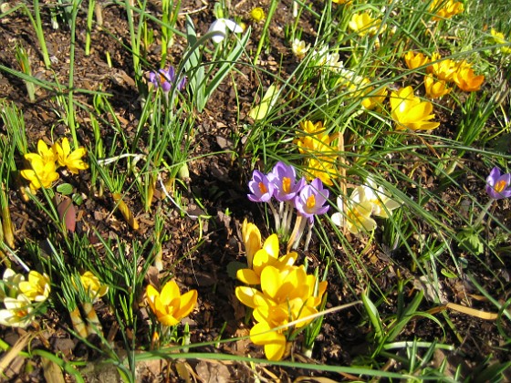 Krokus  
  
2007-03-10 Bild 028  
Granudden  
Färjestaden  
Öland