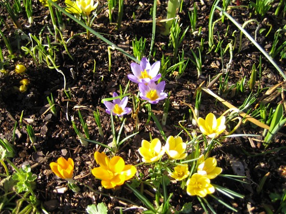 Krokus  
  
2007-03-10 Bild 031  
Granudden  
Färjestaden  
Öland