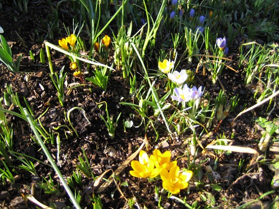 Krokus  
  
2007-03-10 Bild 032  
Granudden  
Färjestaden  
Öland