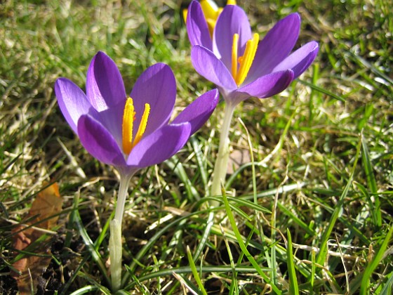 Krokus  
  
2007-03-10 Bild 047  
Granudden  
Färjestaden  
Öland