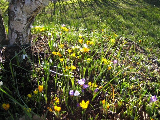 Krokus 
