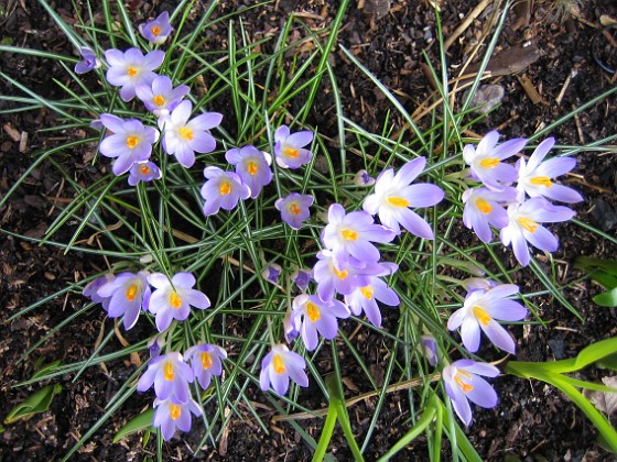 Krokus  
  
2007-03-11 Bild 001  
Granudden  
Färjestaden  
Öland