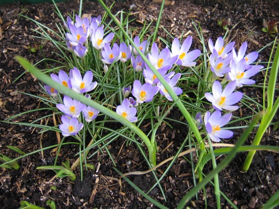 Krokus  
  
2007-03-11 Bild 002  
Granudden  
Färjestaden  
Öland