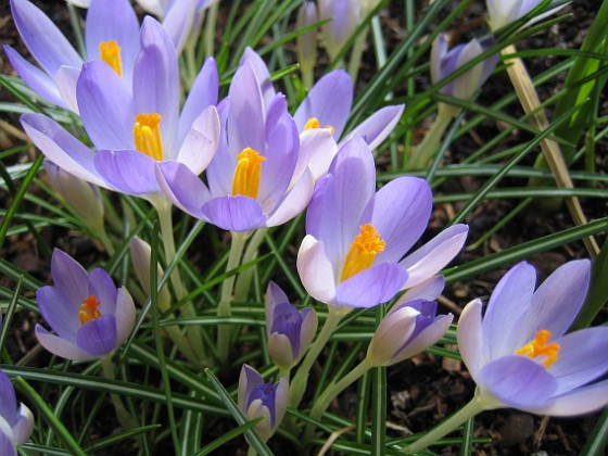 Krokus  {  } 