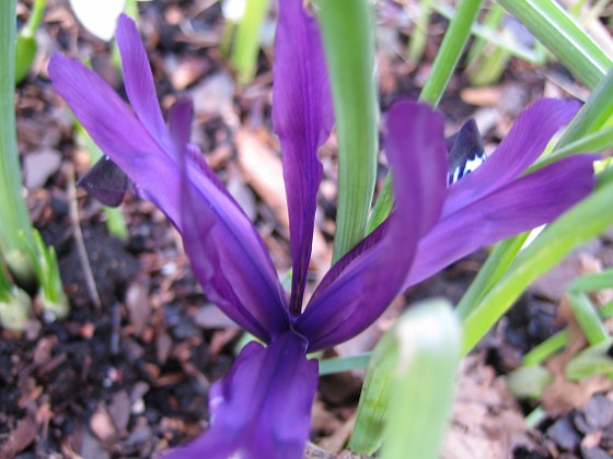 Iris  
  
2007-03-11 Bild 010  
Granudden  
Färjestaden  
Öland