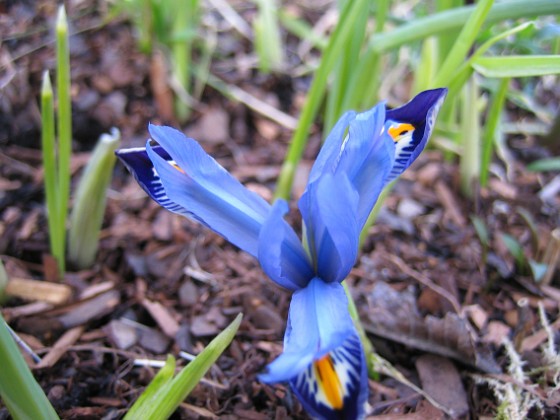 Iris  
  
2007-03-11 Bild 012  
Granudden  
Färjestaden  
Öland