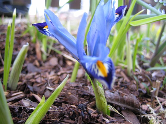 Iris  
  
2007-03-11 Bild 013  
Granudden  
Färjestaden  
Öland