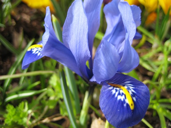 Iris  {  } 