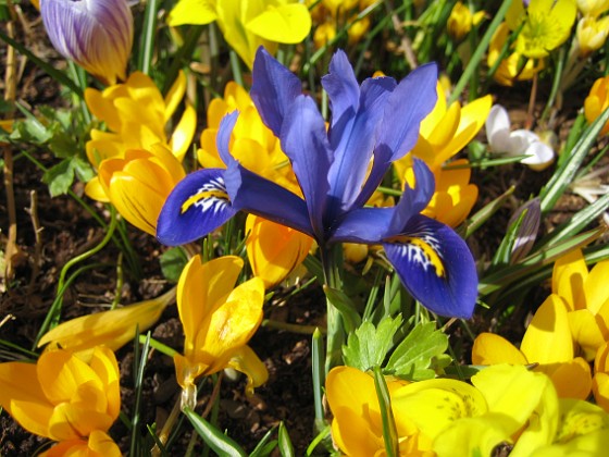 Iris och Krokus