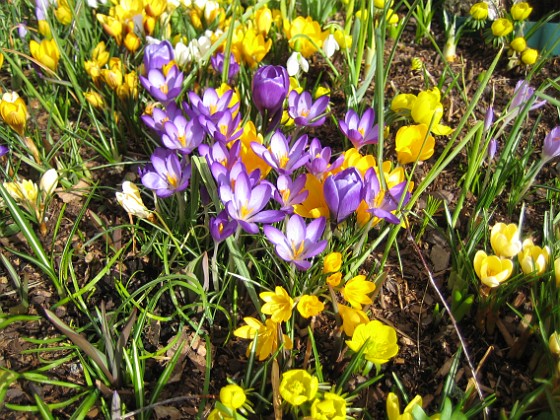 Krokus  
  
2007-03-17 Bild 024  
Granudden  
Färjestaden  
Öland