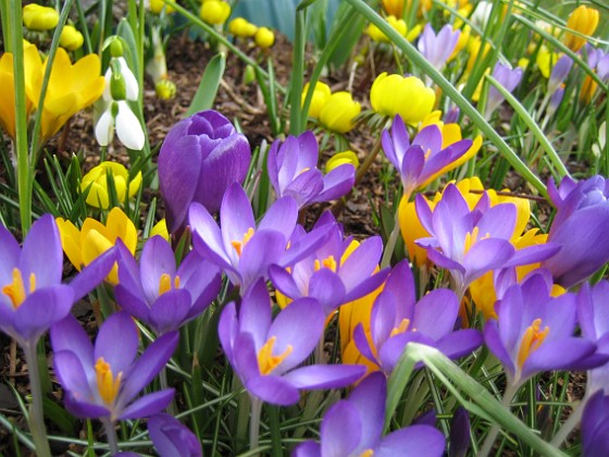 Krokus  
  
2007-03-17 Bild 026  
Granudden  
Färjestaden  
Öland