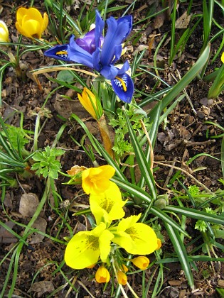 Iris  
  
2007-03-17 Bild 027  
Granudden  
Färjestaden  
Öland