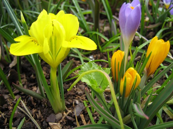 Iris och Krokus 
