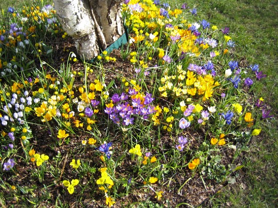 Krokus  
  
2007-03-17 Bild 030  
Granudden  
Färjestaden  
Öland