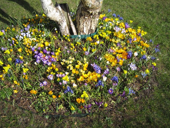 Krokus  
  
2007-03-17 Bild 031  
Granudden  
Färjestaden  
Öland