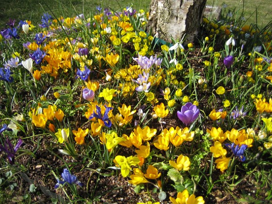 Krokus  
  
2007-03-17 Bild 032  
Granudden  
Färjestaden  
Öland