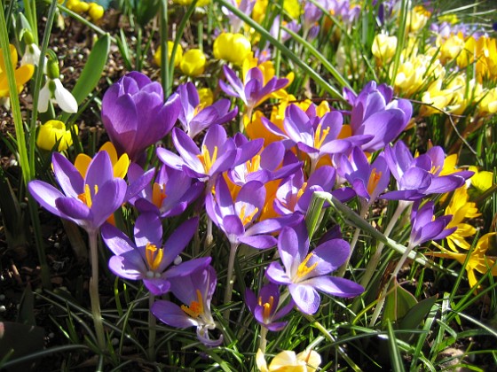 Krokus  
  
2007-03-17 Bild 049  
Granudden  
Färjestaden  
Öland