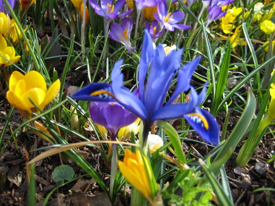 Iris och Krokus 
