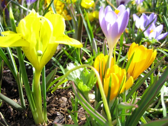 Iris och Krokus 
