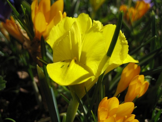 Iris och Krokus {  } 