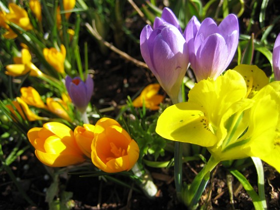 Krokus och Iris 
