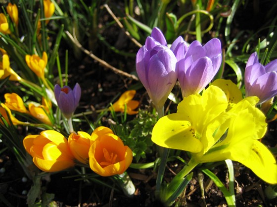 Krokus och Iris 
