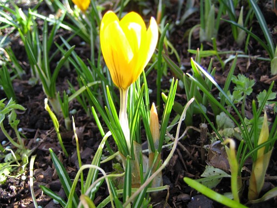 Krokus  
  
2007-03-17 Bild 061  
Granudden  
Färjestaden  
Öland