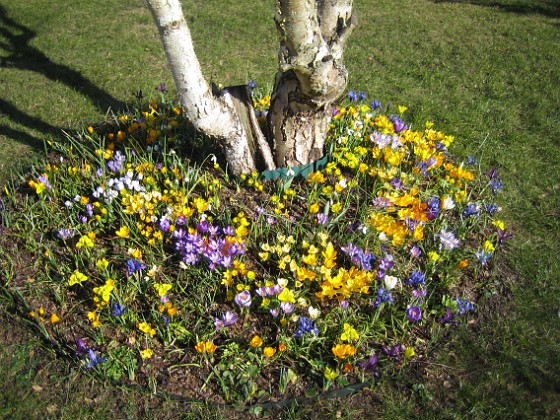 Krokus  
  
2007-03-17 Bild 066  
Granudden  
Färjestaden  
Öland