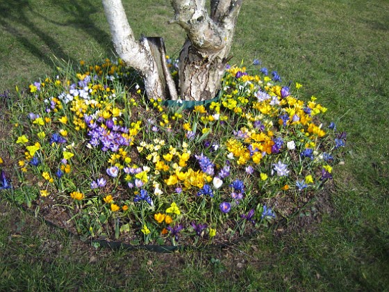 Krokus  
  
2007-03-17 Bild 085  
Granudden  
Färjestaden  
Öland