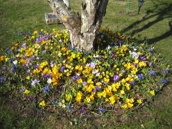 Krokus  
  
2007-03-17 Bild 086  
Granudden  
Färjestaden  
Öland