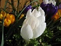  (2007-03-17 Bild 072)