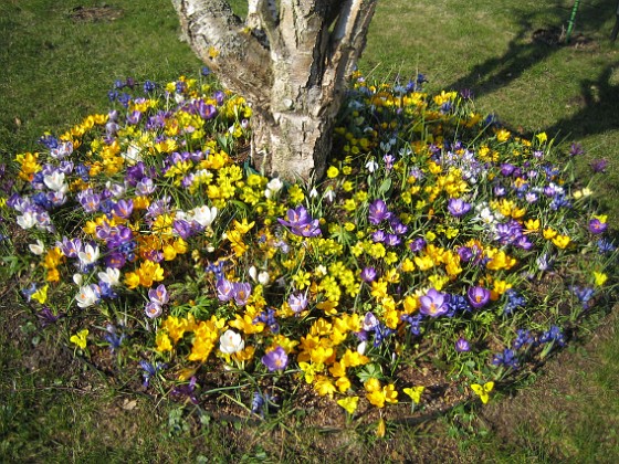 Krokus  
  
2007-03-24 Bild 003  
Granudden  
Färjestaden  
Öland