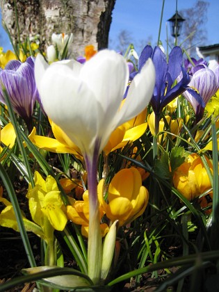 Krokus {  } 