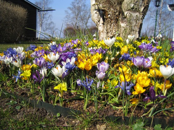 Krokus  
  
2007-03-24 Bild 022  
Granudden  
Färjestaden  
Öland