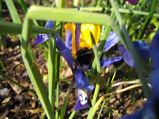 Iris  
  
2007-03-24 Bild 027  
Granudden  
Färjestaden  
Öland