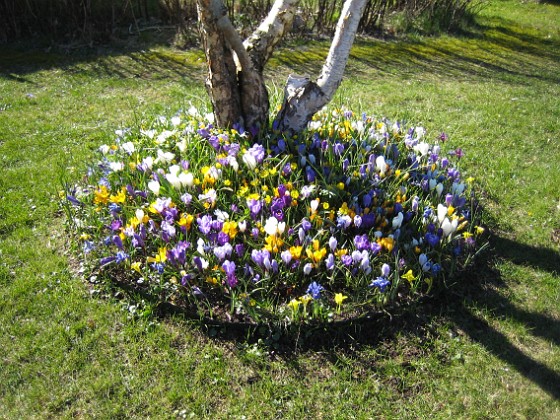 Krokus {  } 