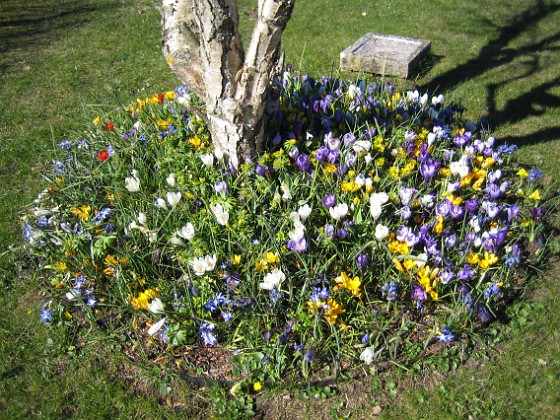 Krokus  
  
2007-04-06 Bild 009  
Granudden  
Färjestaden  
Öland